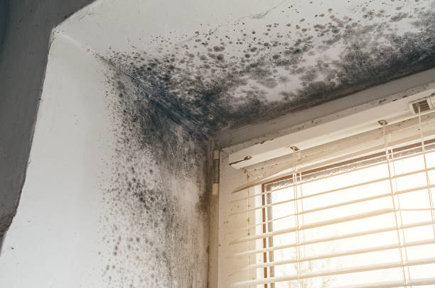Affordable Mold Cleanup solutions in Kingston, PA